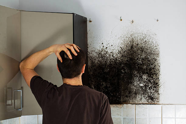 Why You Should Choose Our Mold Remediation Services in Springtown, TX